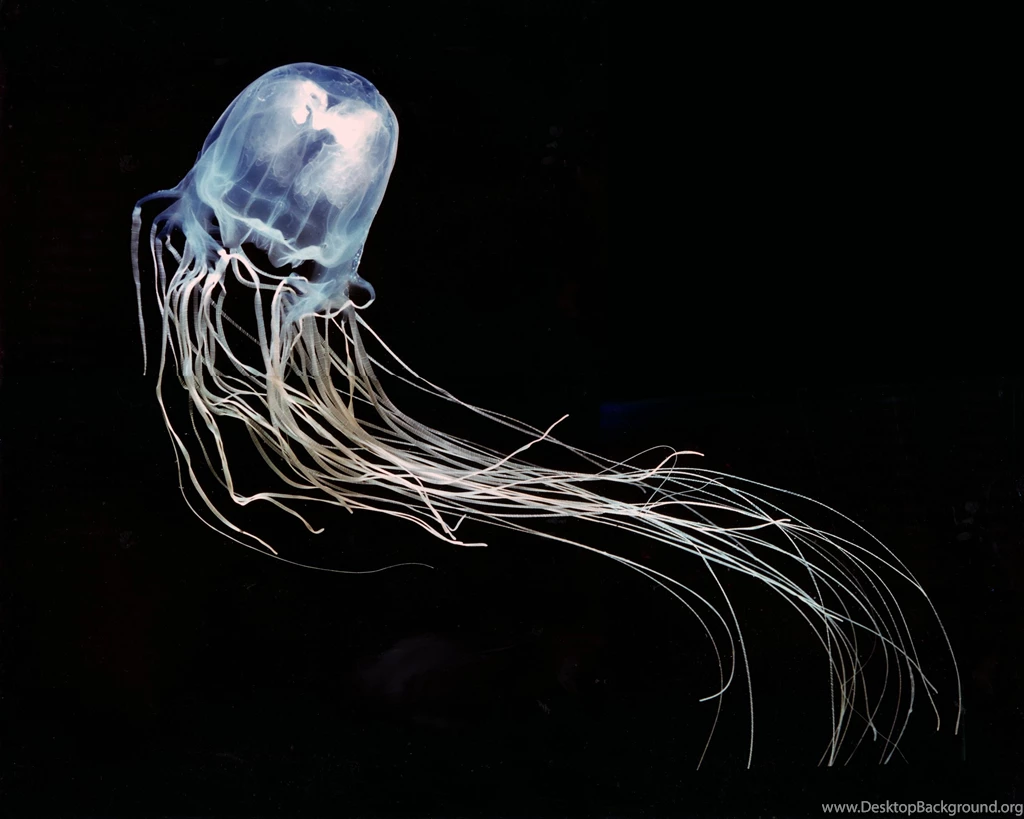 Box Jellyfish Size Wallpaper.