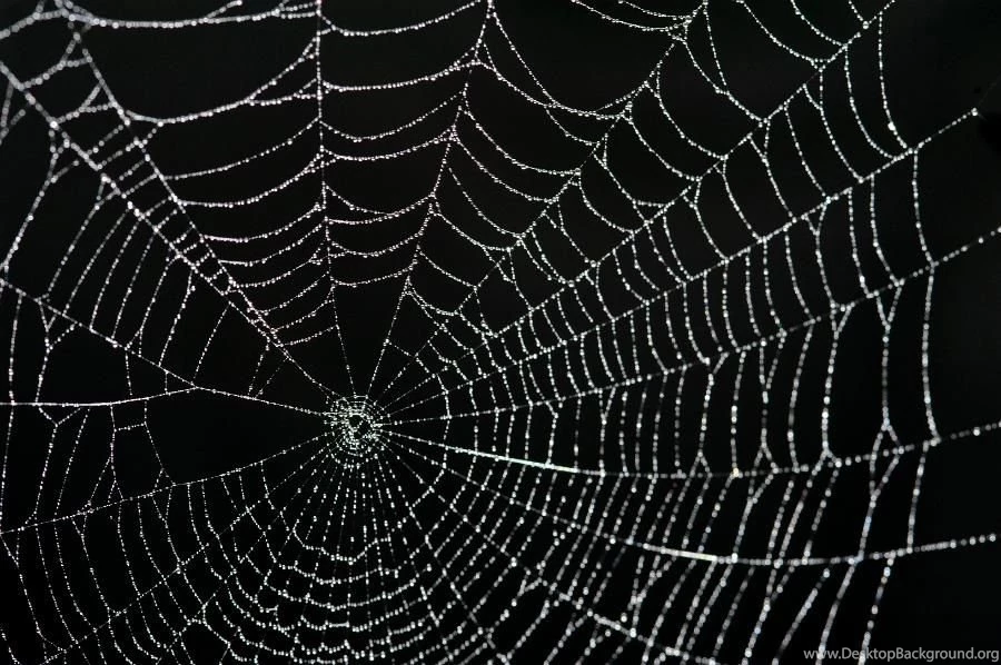 Pics, Facts, Funny Stuff About Animals & Nature Red Spider Web ...