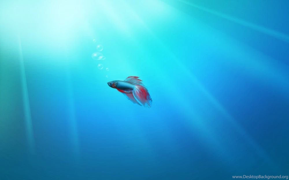 The Story of the Windows 7 Beta Fish 2.jpg