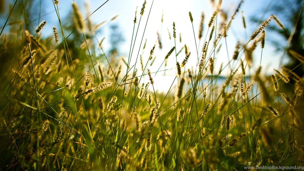 Grass Photography   1335798