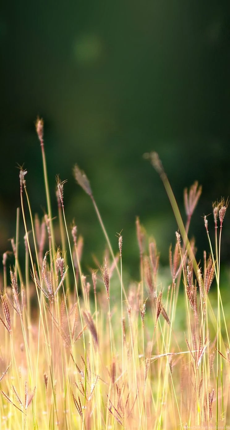 Reed iPhone 5s Wallpapers