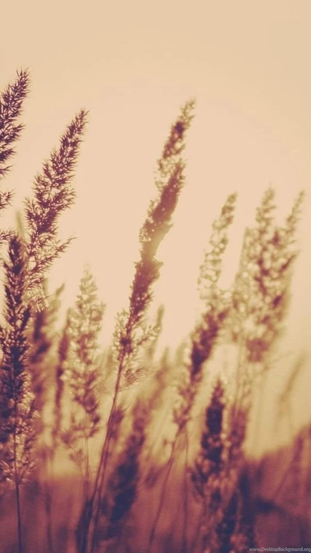 Sunset Reed Field Blur iPhone 5s Wallpapers Download