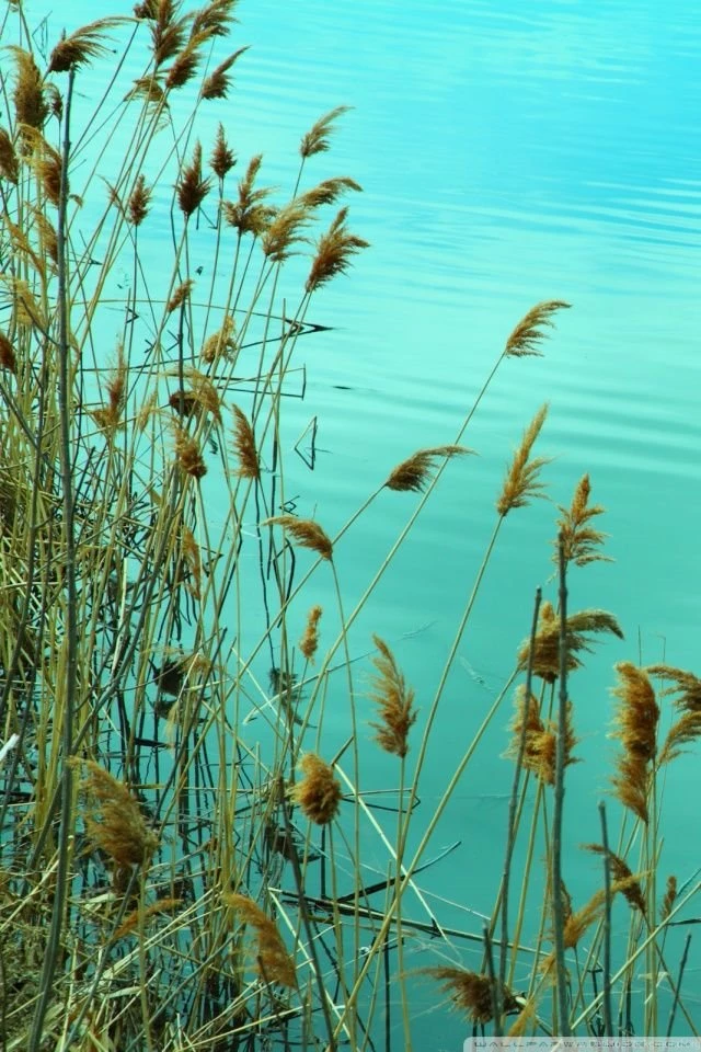 Lake Reed HD Desktop Wallpapers : High Definition : Fullscreen : Mobile