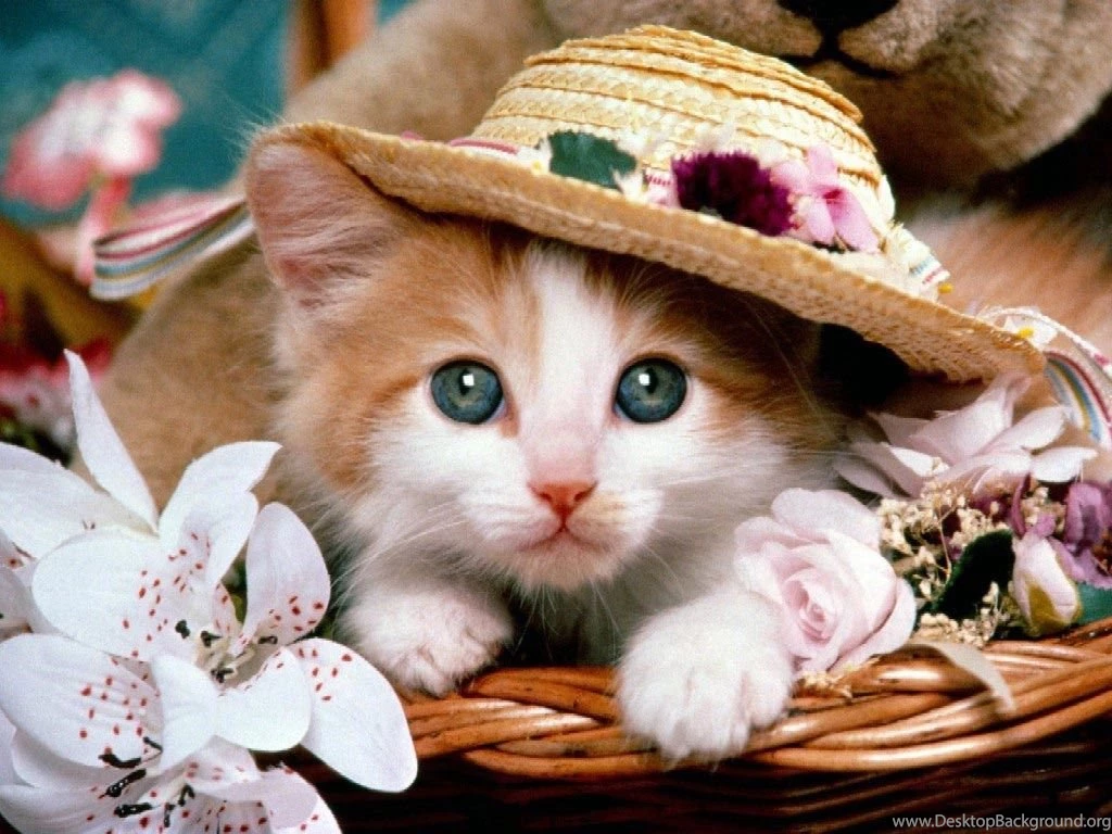 Animals Pictures Wallpapers