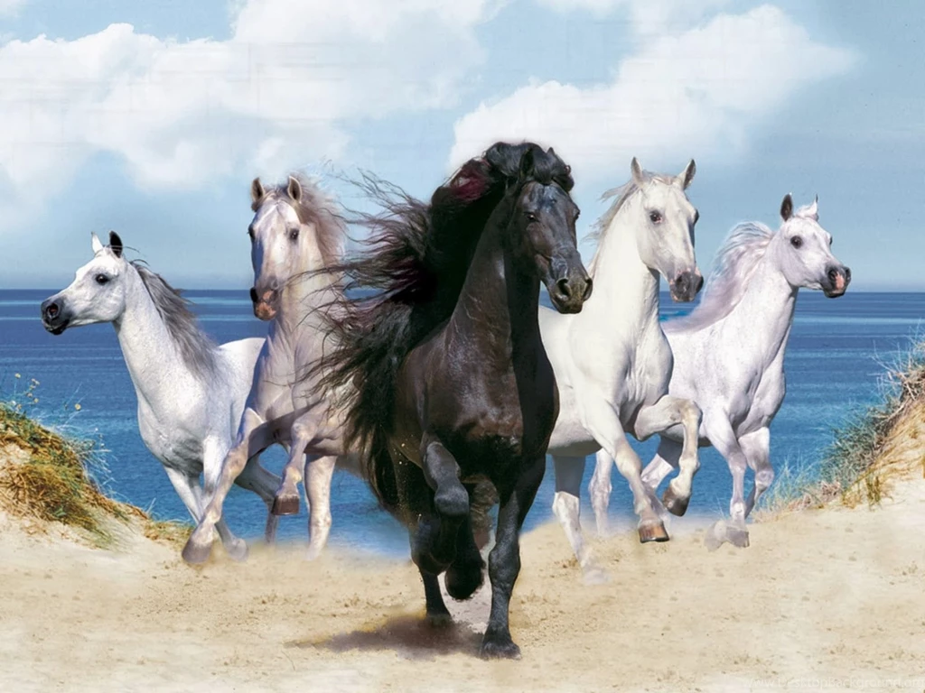 Horsed Running In Nature 10162 Pacify Mind