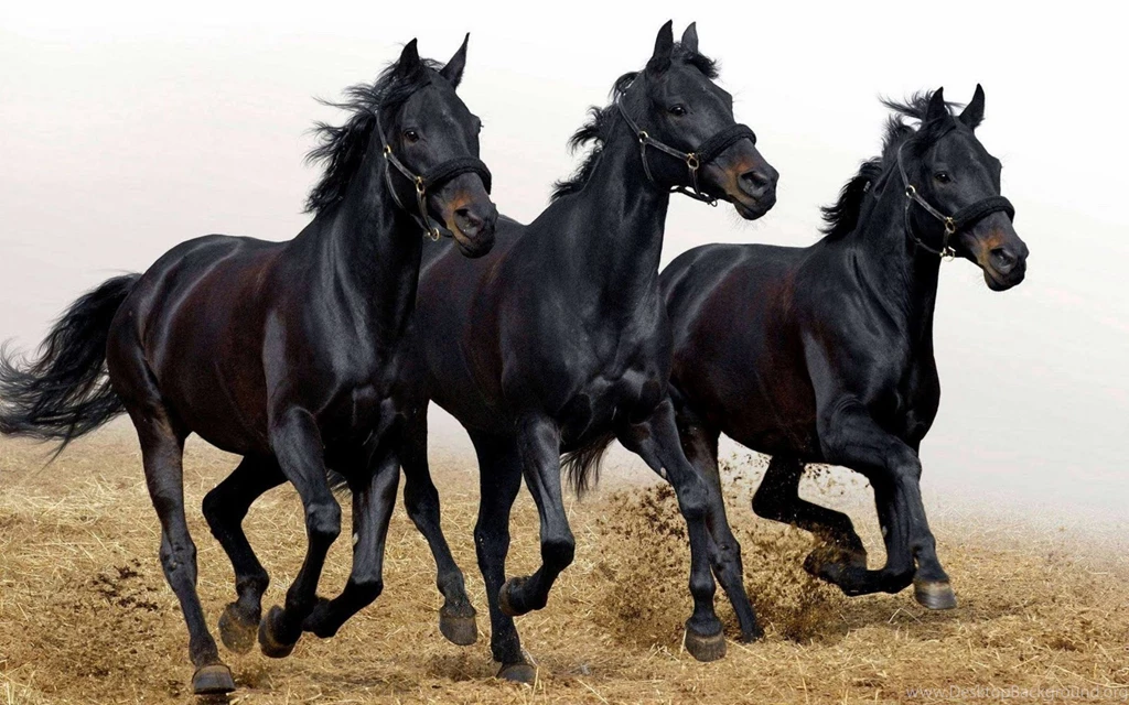 Love Wallpaper: Running Black Horses