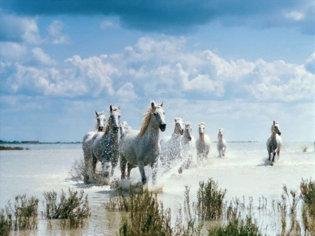 Horses Wallpapers » Blog Archive » White Horses Running In Water ...