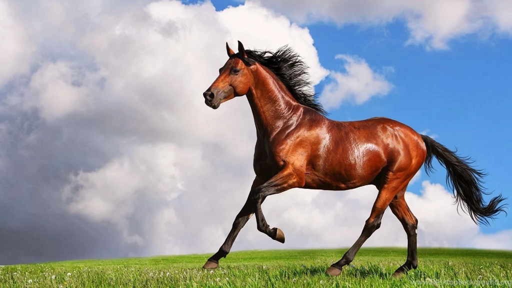 Best Horse HD Wallpapers,