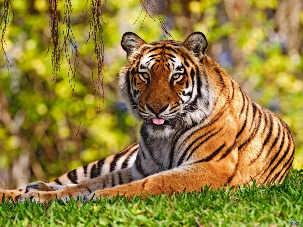 Australian Landmarks &Amp; Animals Wallpapers (33726901) Fanpop ...