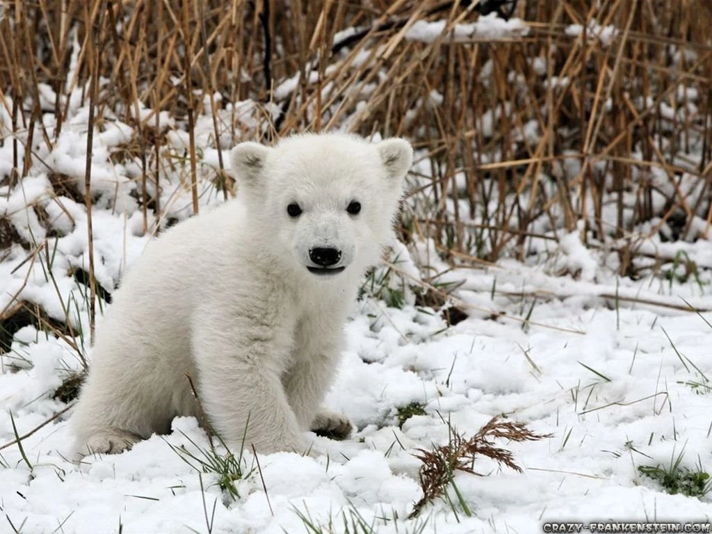 Beautiful And Cute Animals Wallpapers 2 Cute Animal Wallpapers ...