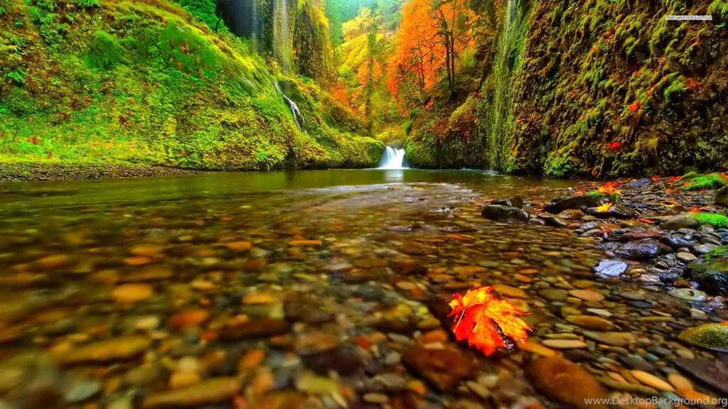 Peaceful River In The Forest Wallpapers