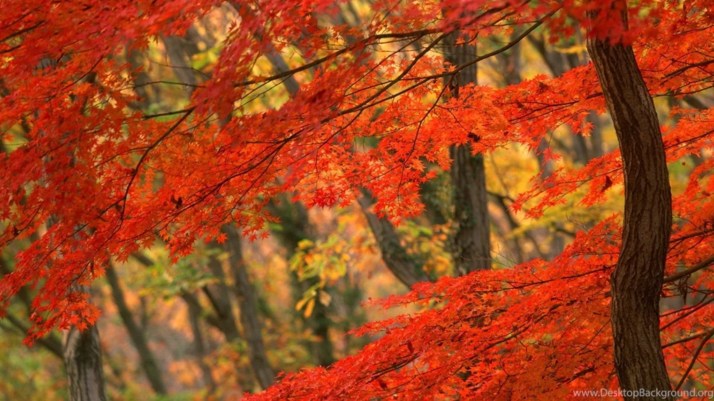 Fall Desktop Wallpapers Wallpapers Cave