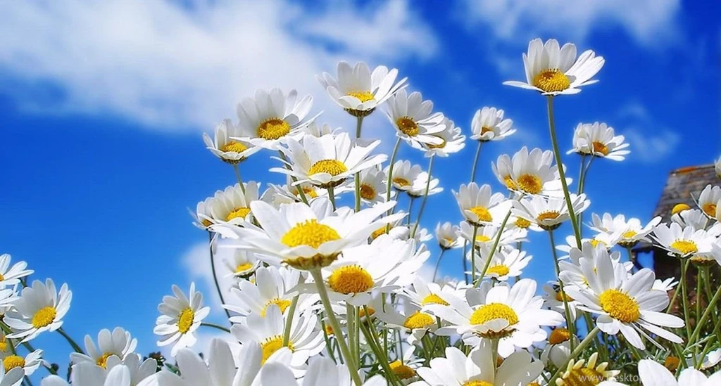 HD Wallpapers For Windows 7 Download Backgrounds Desktop ...