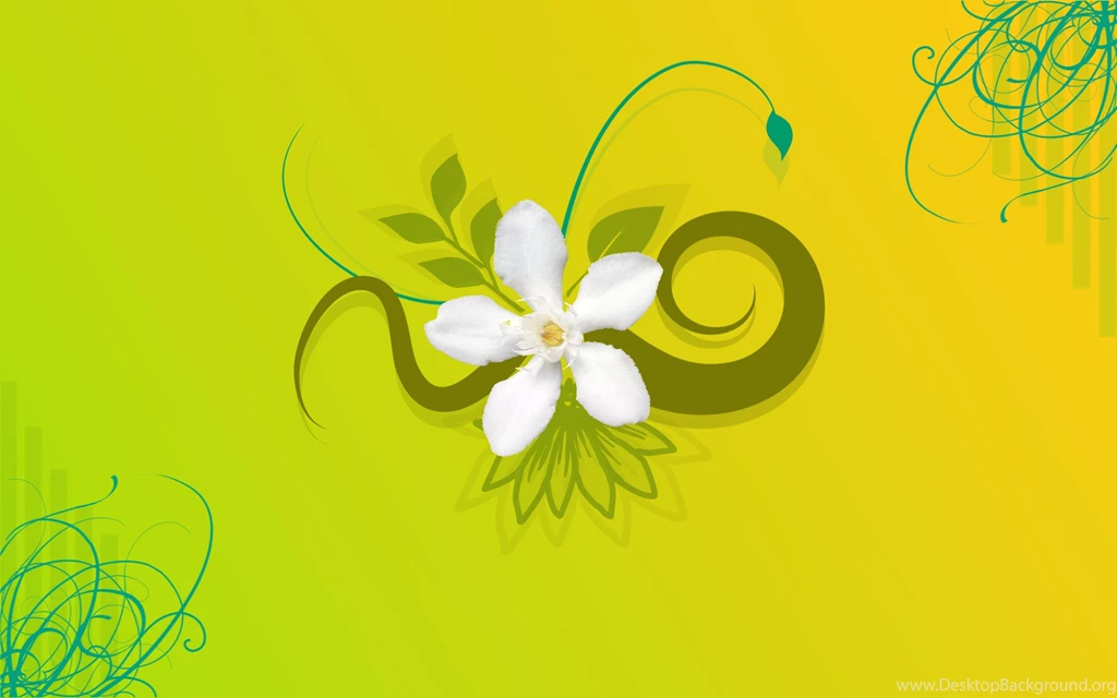 Jasmine Flower HD Wallpapers
