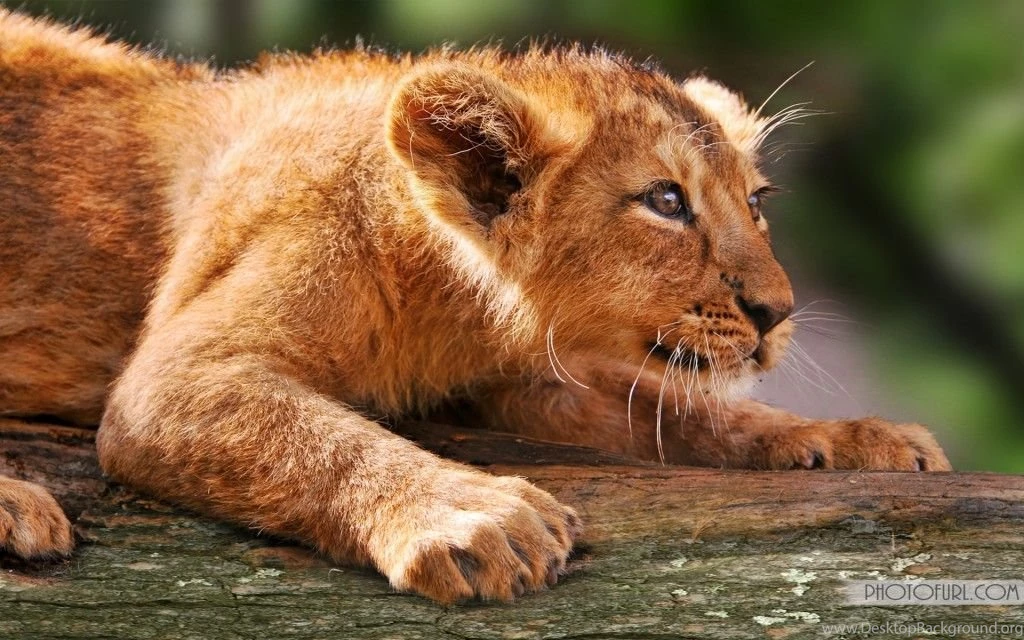 Latest Animal Computer Desktop Wallpapers And Backgrounds