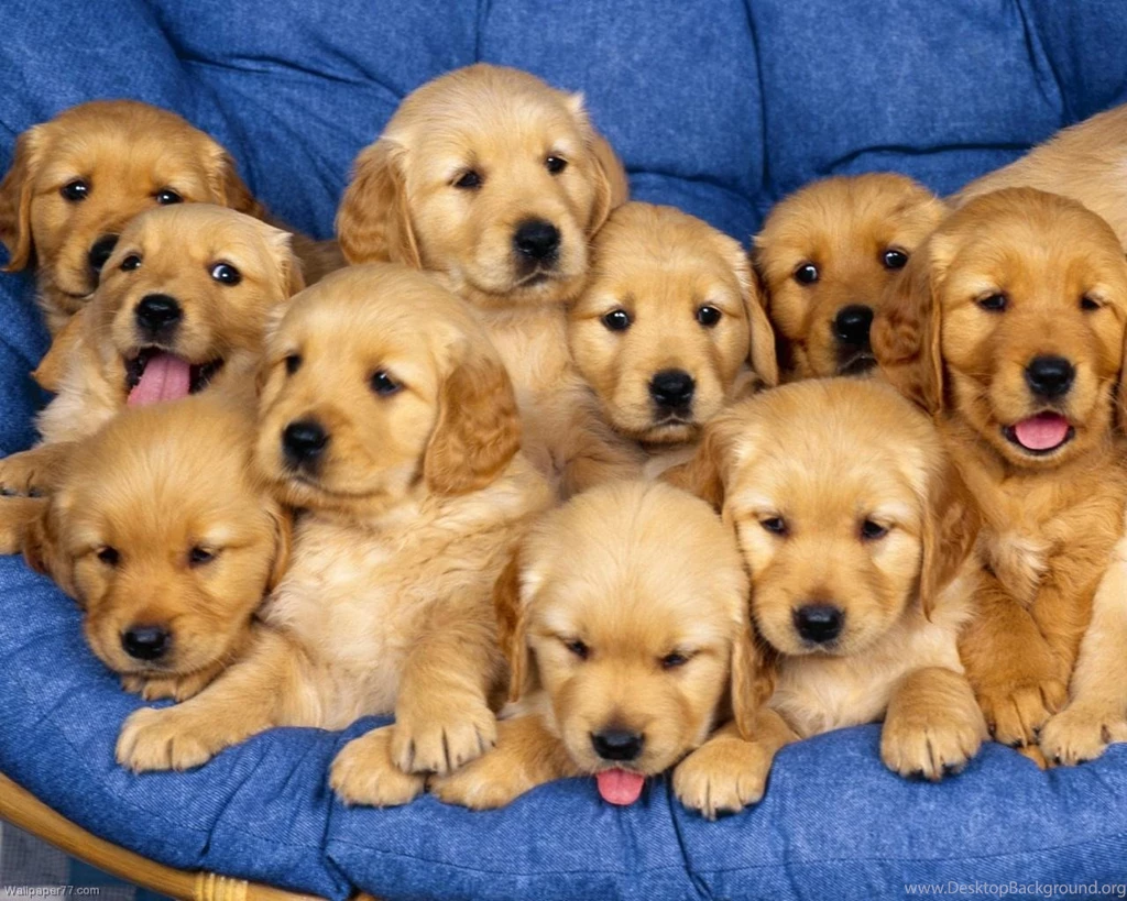 1280x1024 Wallpapers   Download Free 1280x1024 Beautiful Bird ...