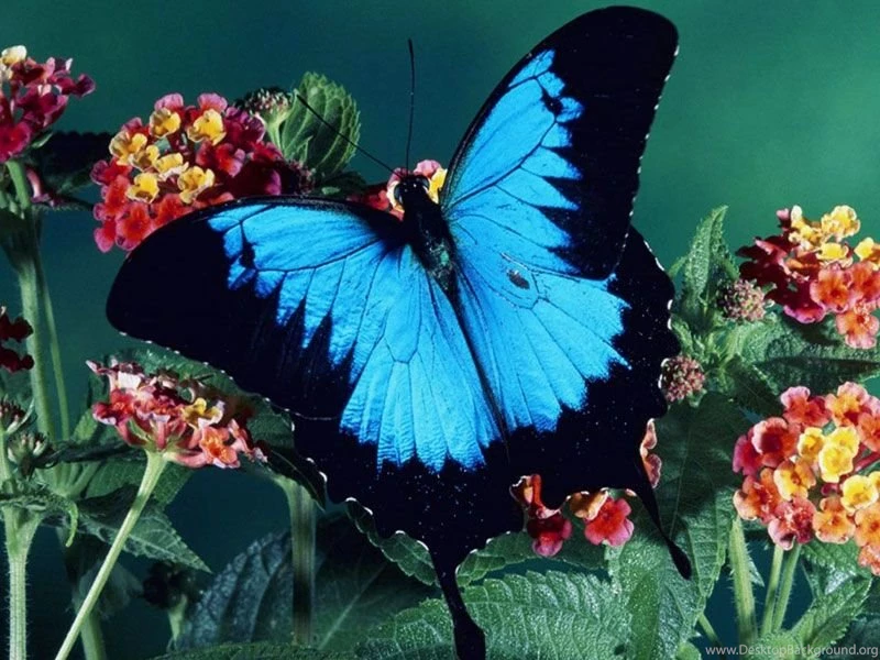 HD Wallpapers Free Stock: April 2012