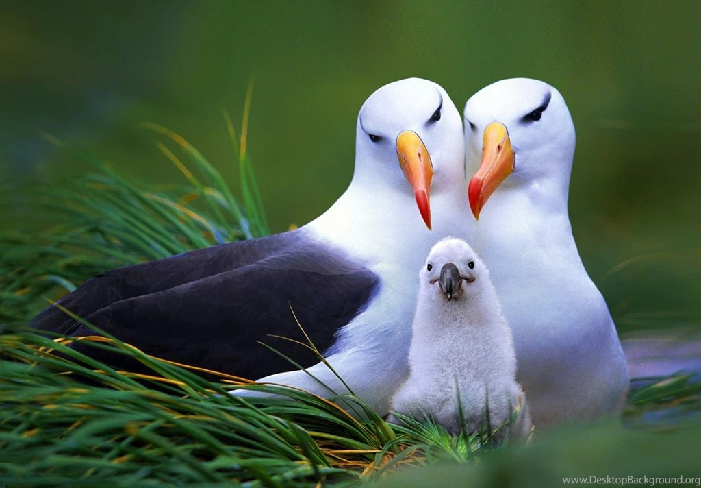 Most 10 Beautiful Birds Latest HD Wallpapers 2013