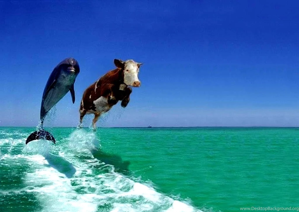 Funny Animals Funny Animal Pics For Facebook – Finehdwallpaperr.com