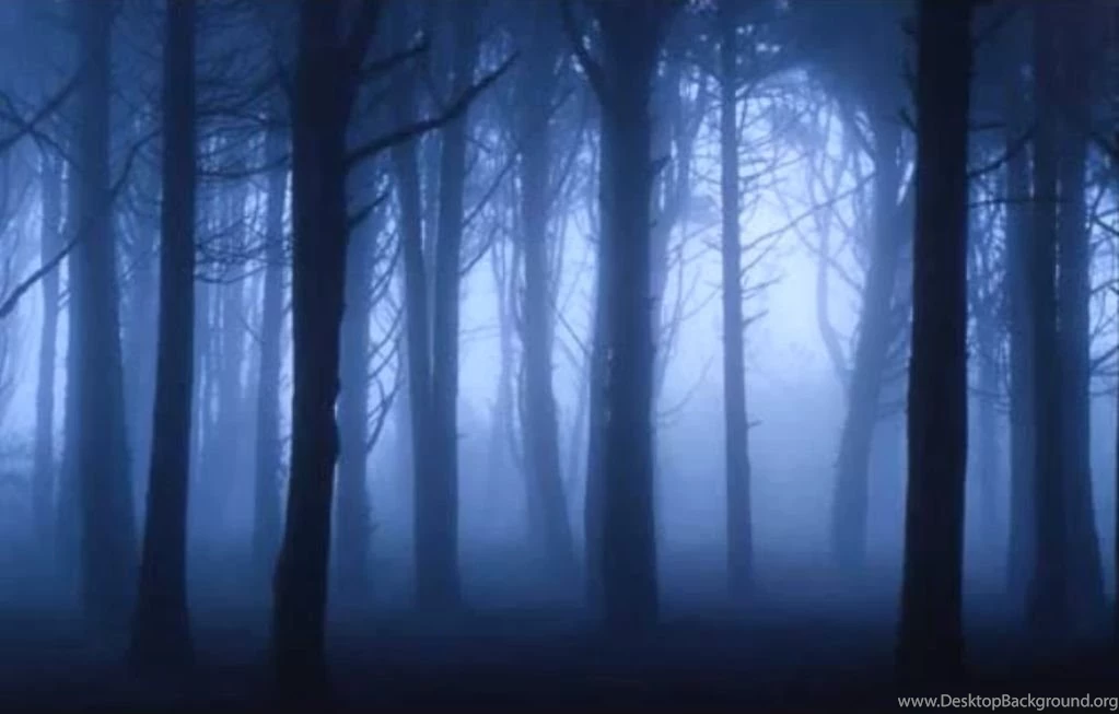 Dark Woodland Night Wallpapers   Sesshyswind Photo (26857190 ...