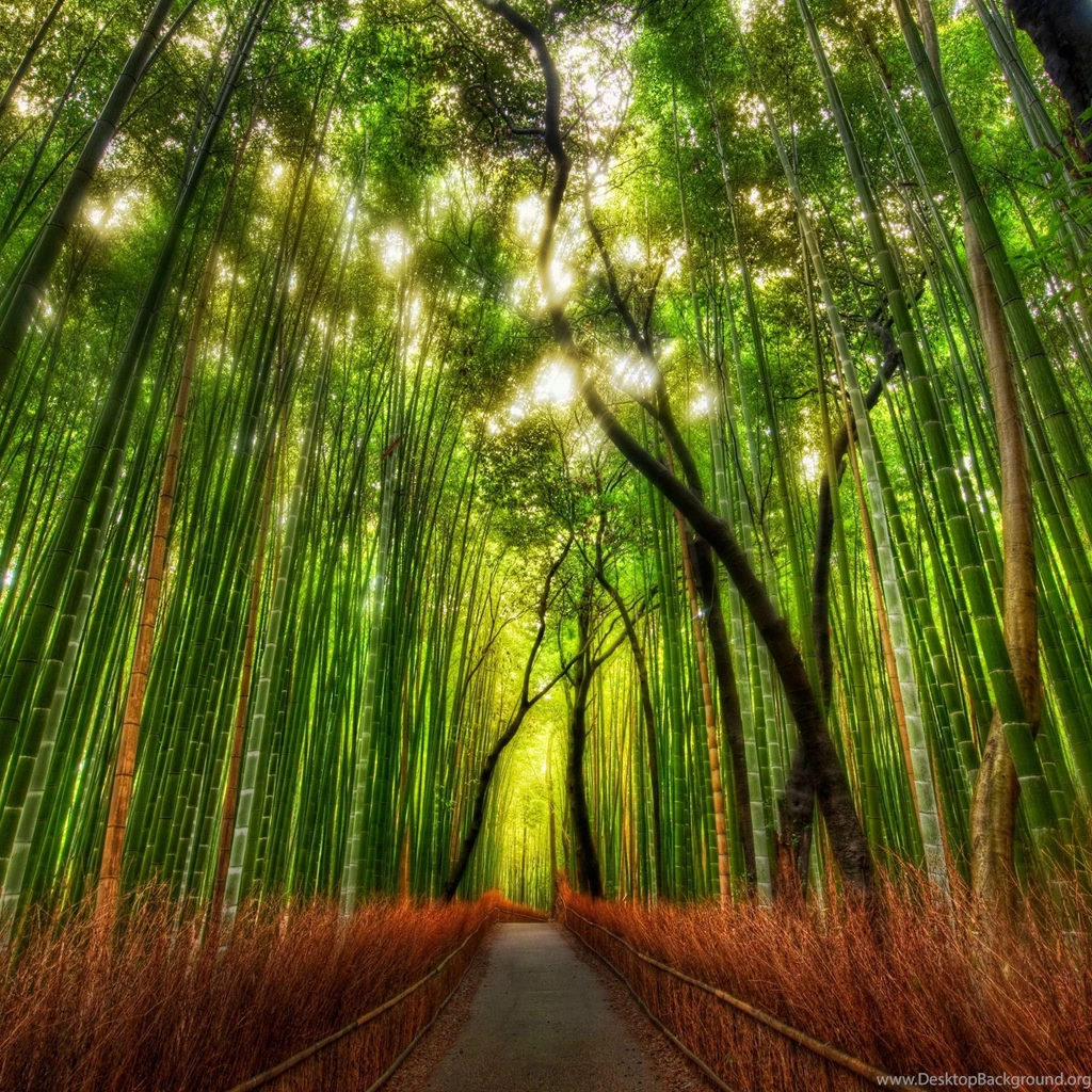 Woodland iPad Wallpapers