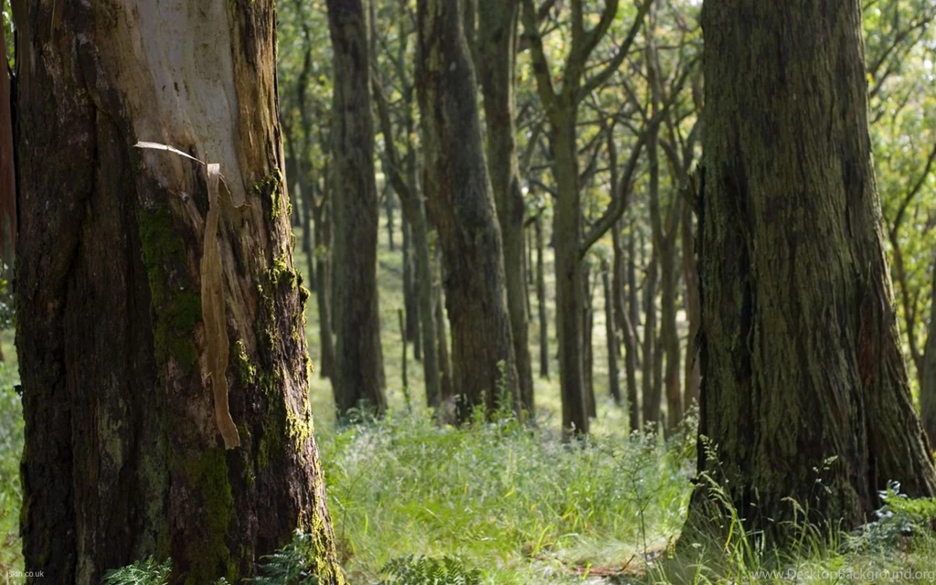 Woodland Glade Desktop Wallpapers