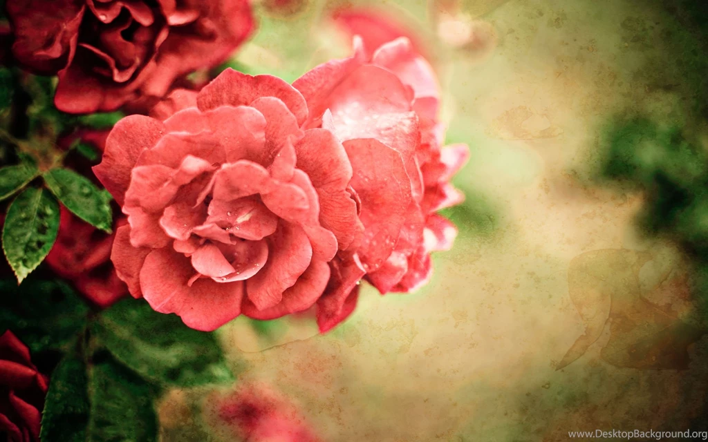 Flower Bokeh Images And Wallpapers Download