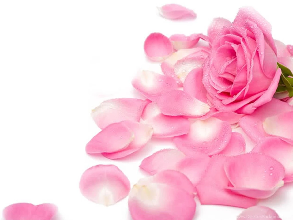 Rose Pictures For Wallpapers Wallpapers HD Fine