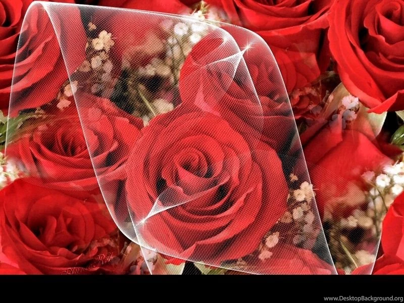 Wallpapers Of Red Roses Roses Wallpapers (9429241) Fanpop