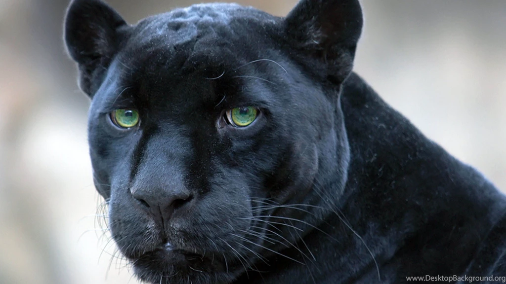 Black Panther's Green Eyes 3840x2160 4K 16/9 (Ultra HD, UHD ...