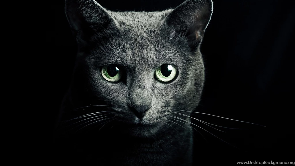 Black Cats With Green Eyes Wallpapers Wallpaper.