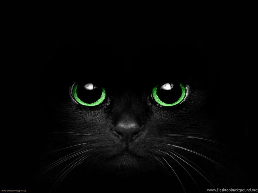 Pictures > Black Cat With Green Eyes Pictures