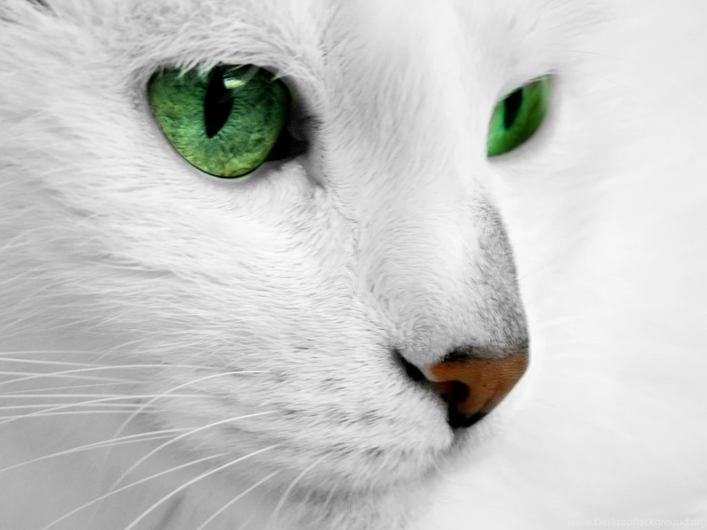 White Cat With Green Eyes Wallpapers