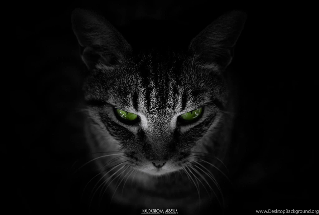 Cat, Animals, Black Background, Green Eyes Wallpapers HD