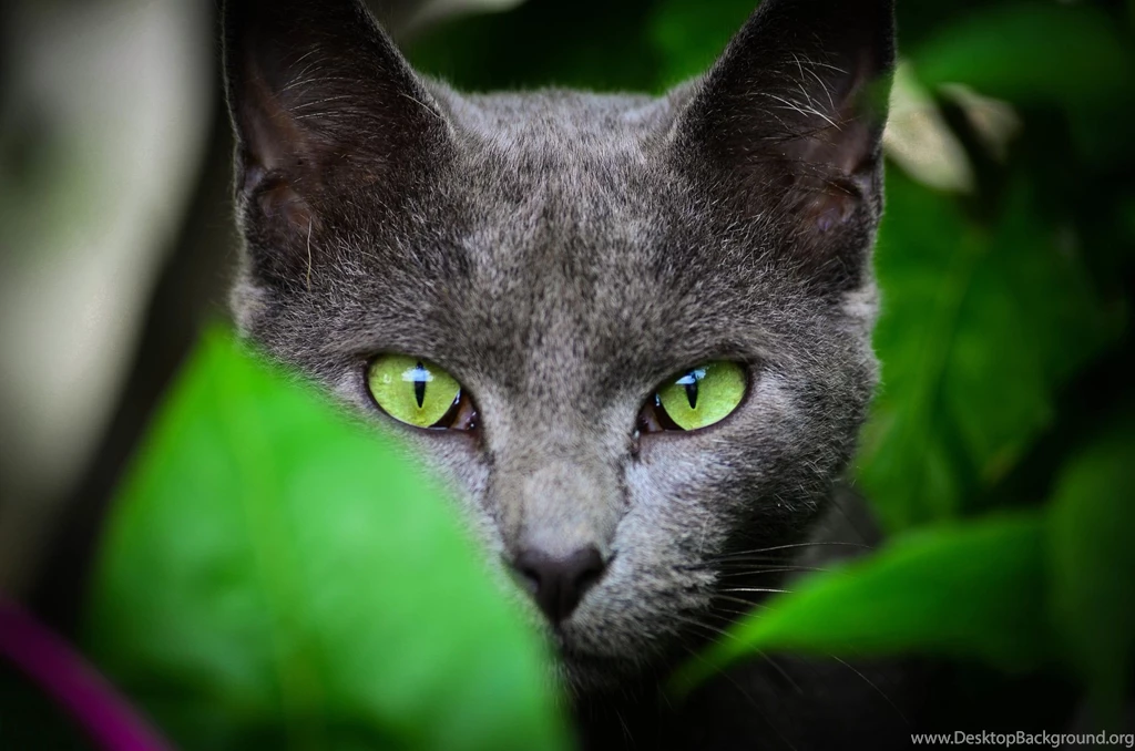 Face, Leaves, Animals, Cat, Green Eyes Wallpapers HD