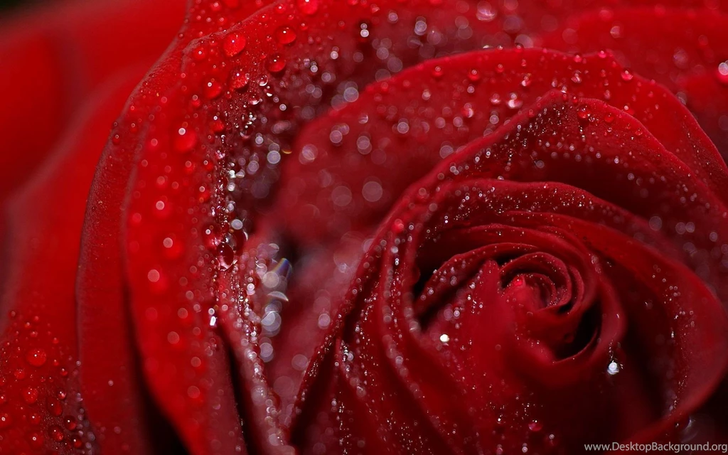 Flower Wallpapers