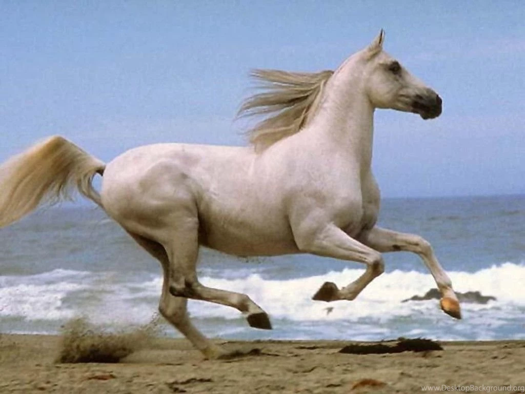 Animals Zoo Park: 9 White Running Horse Wallpapers, White Horses ...