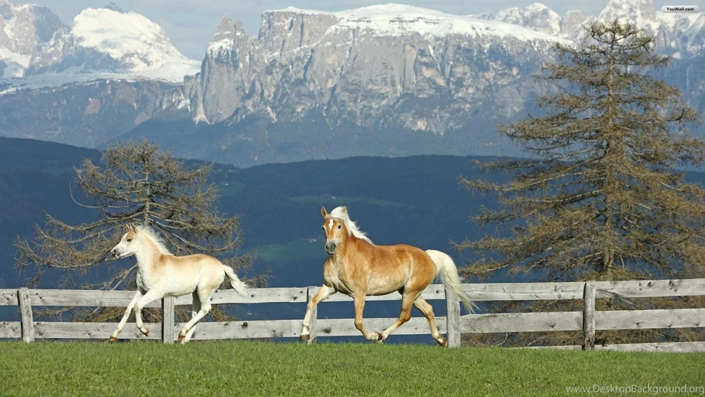 Free Desktop Wallpapers Horses   Wallpapers Cave