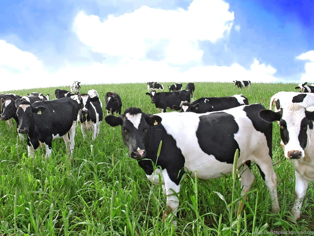 Cow Wallpapers >> Backgrounds With Quality HD Page 2