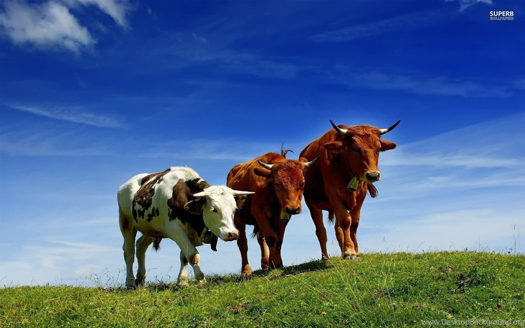 Cows Wallpapers Animal Wallpapers