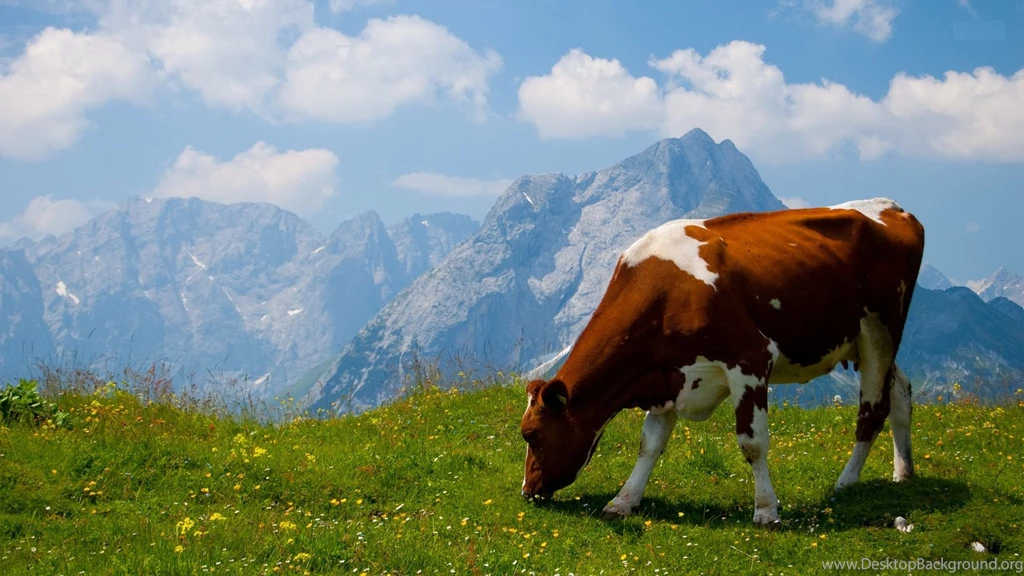 Beautiful Cow Wallpapers