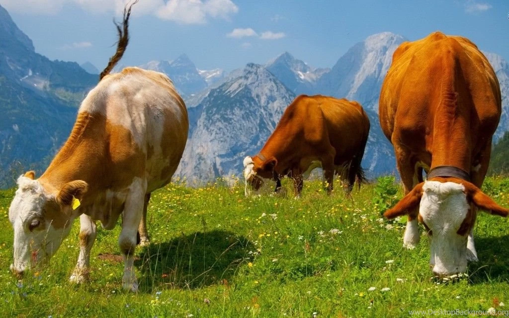 Cows Wallpapers HD Images New
