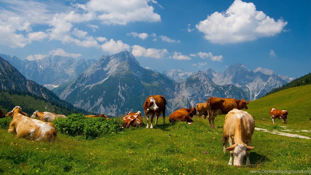 Cow Animal Hd Wallpapers