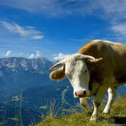 Dutch Holstein Friesian Cows Wallpapers ~ Trends Wallpapers