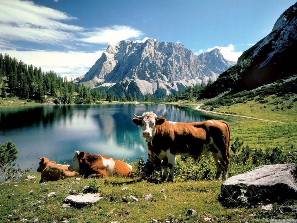 Cows: Riverside Cows Animal Field Cow Steppe Nature Mountain ...