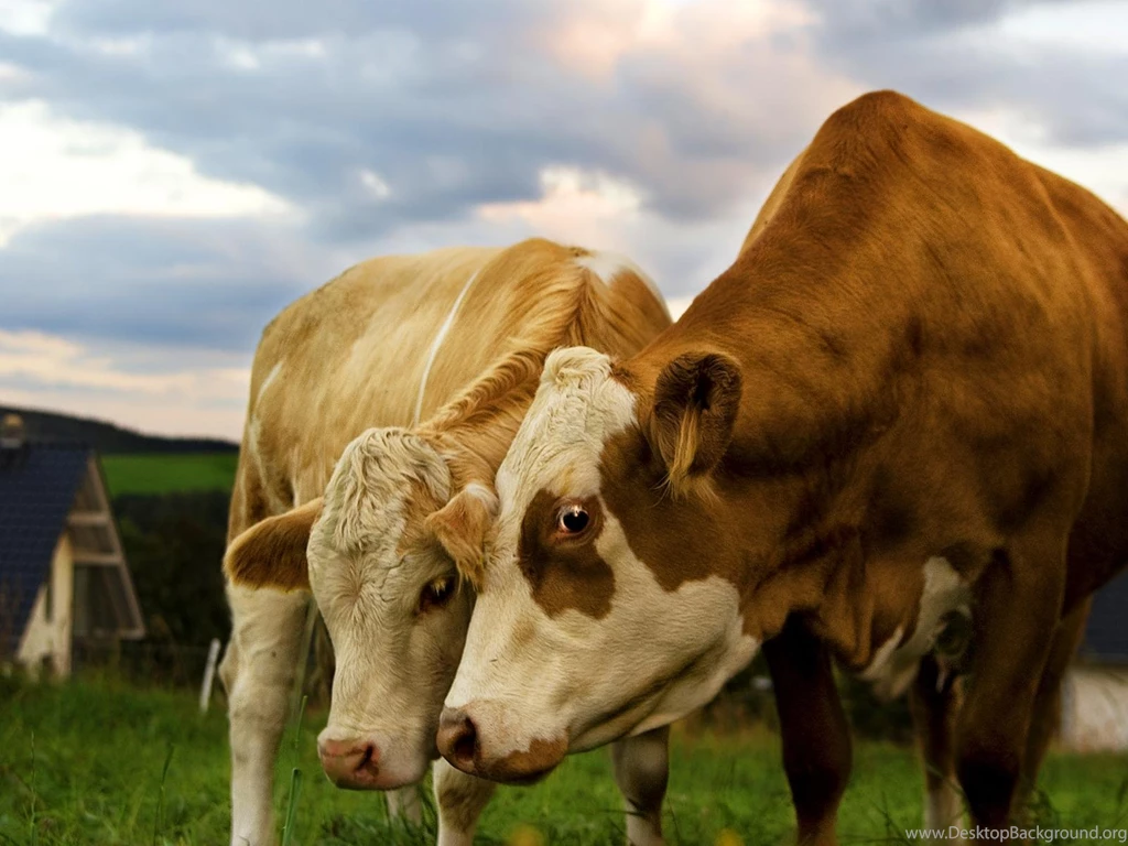 Cute Cow Wallpapers For Desktop In HD