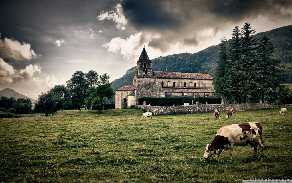 Cows HD Desktop Wallpapers : High Definition : Fullscreen : Mobile ...
