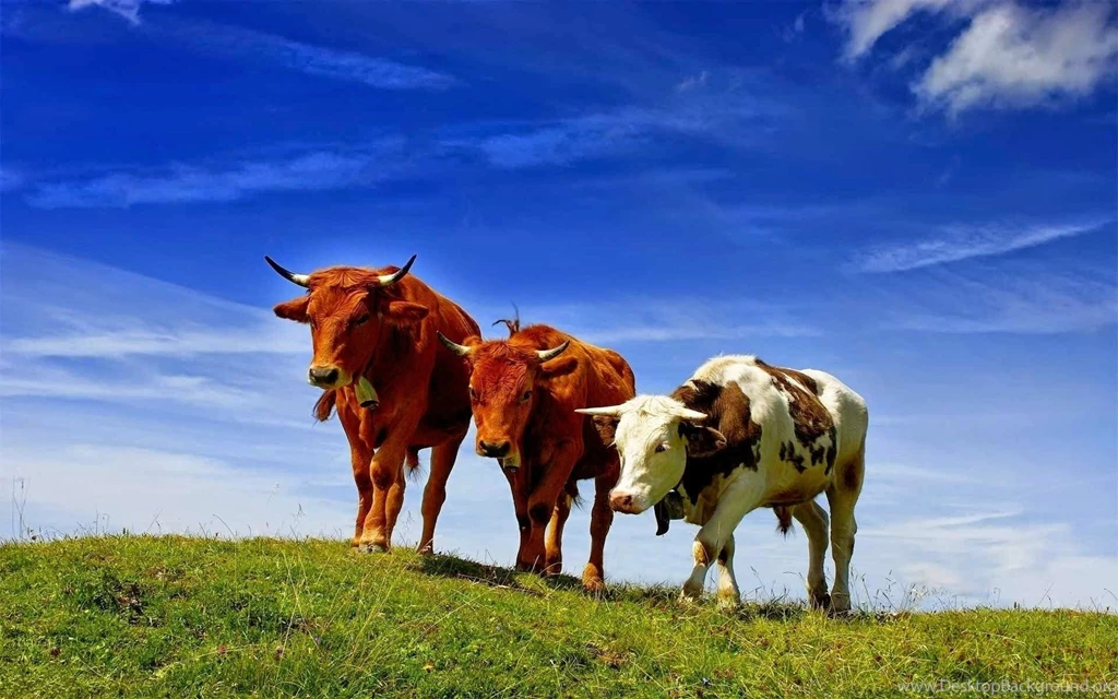 Animals, Nature, Cows Wallpapers HD
