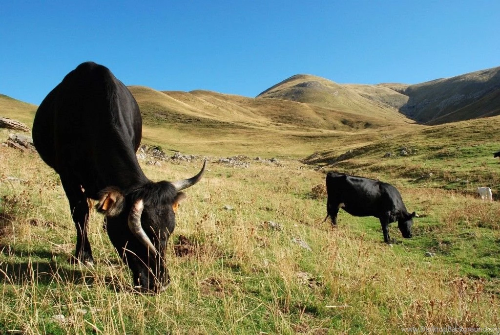 Cows Wallpapers HD Images New