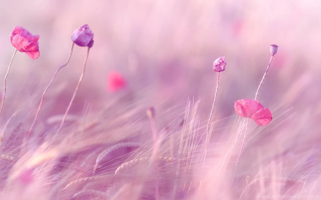 Pictures > Pink And Purple Flowers Backgrounds